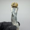 penis envy mushroom​