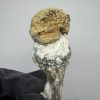 penis envy mushroom​