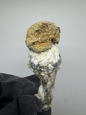 penis envy mushroom​