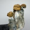 penis envy mushroom​