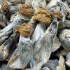 penis envy mushrooms​