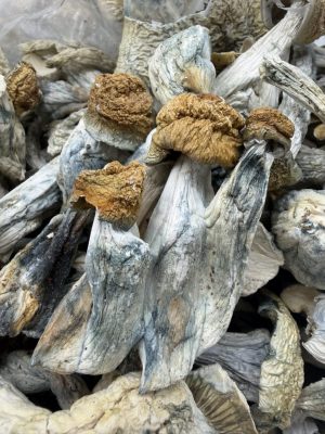 penis envy mushrooms​