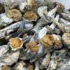 penis envy mushroom strain​