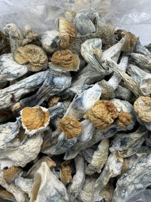 penis envy mushroom strain​