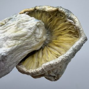 yellow umbo