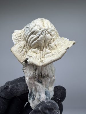 gandalf mushroom