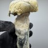 gandalf mushroom