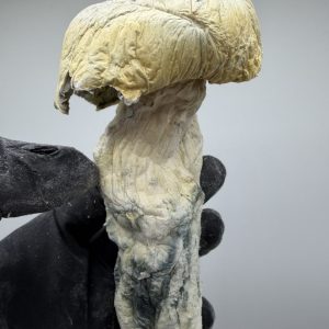 gandalf mushroom