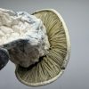 gandalf mushroom strain