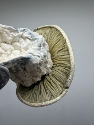 gandalf mushroom strain