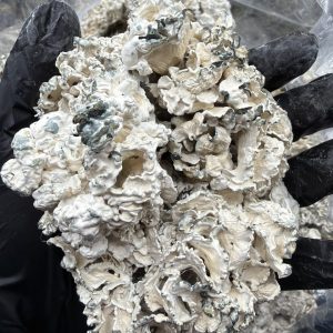 enigma mushroom​