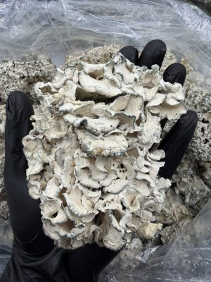 enigma mushroom​