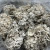 enigma mushrooms​
