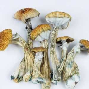 PSYCHEDELIC MUSHROOM