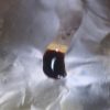 buy heroin online